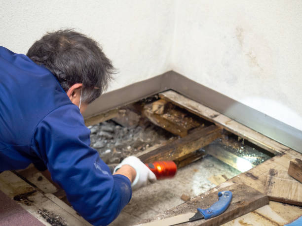 Best Commercial Mold Remediation in Cocoa West, FL