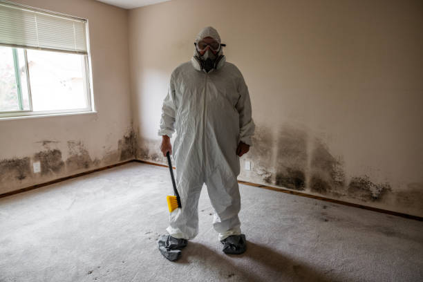 Best Basement Mold Remediation in Cocoa West, FL