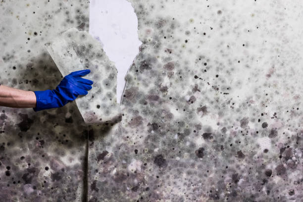 Best Mold Remediation for Specific Building Types in Cocoa West, FL
